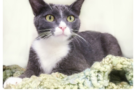 Photo of a gray and white cat