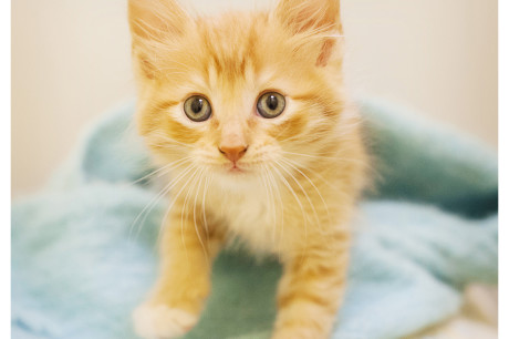 Photo of an orange tabby kitten