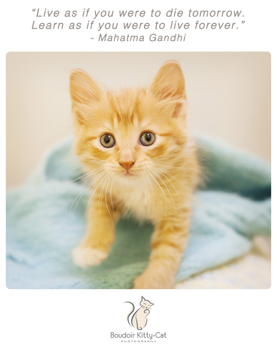 Photo of an orange tabby kitten