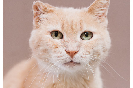 Photo of a buff tabby cat