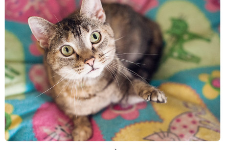 Photo of a brown tabby cat