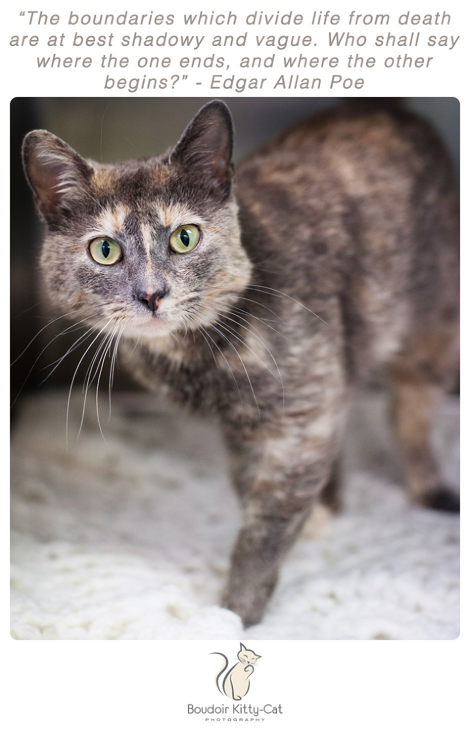 Photo of a dilute torti cat