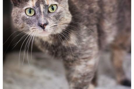 Photo of a dilute torti cat