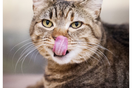 Photo of a tabby cat with it's tongue out