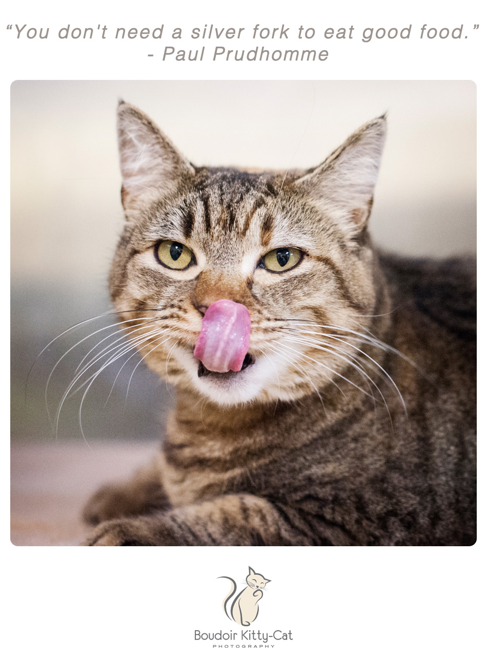 Photo of a tabby cat with it