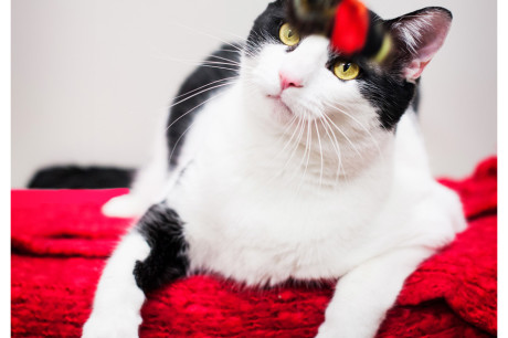 Photo of a black and white cat watching a cat toy