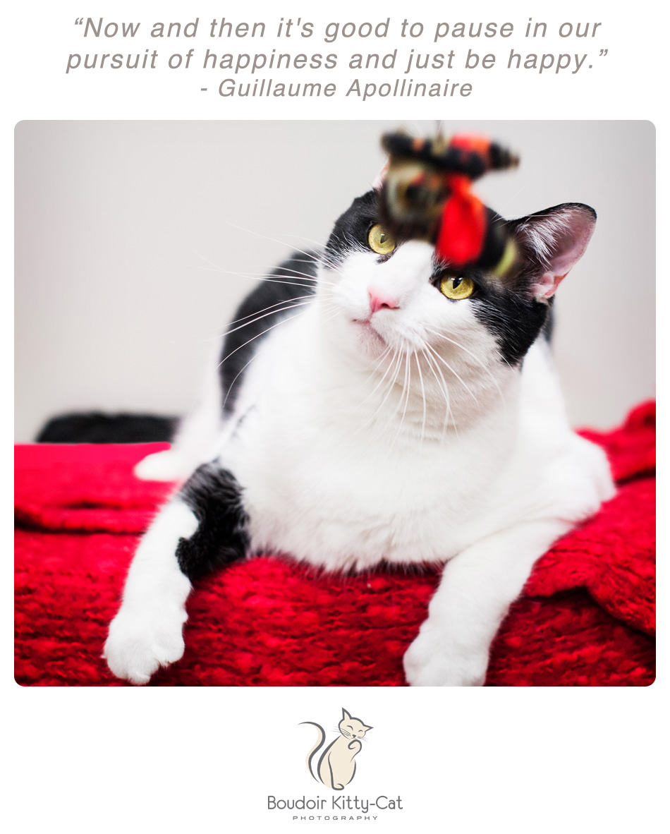 Photo of a black and white cat watching a cat toy