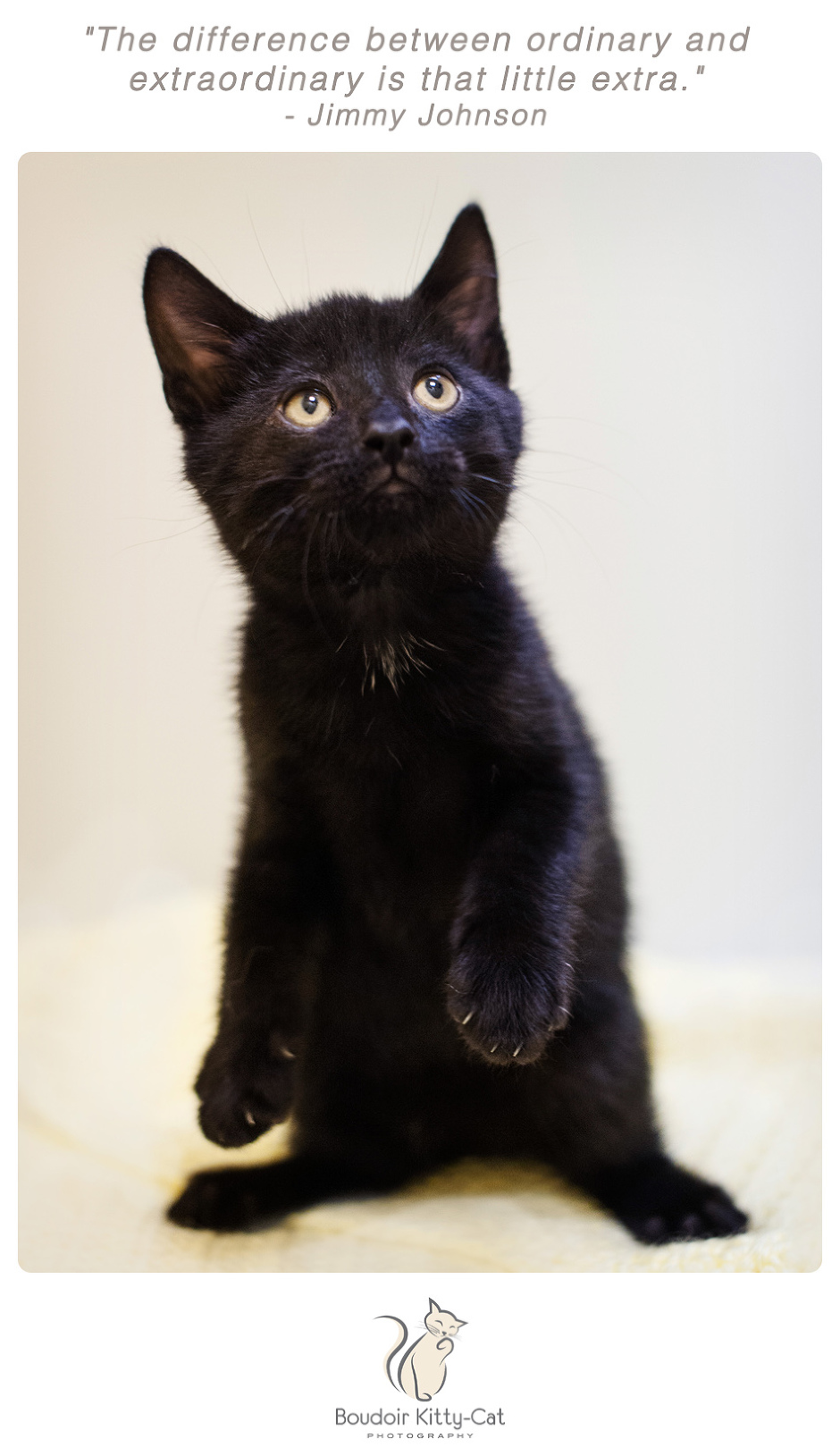 Photo of a black kitten standing on hind legs