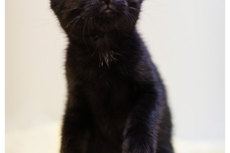 Photo of a black kitten standing on hind legs