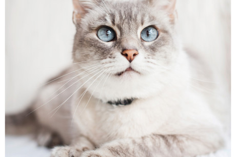 Photo of a Siamese cat