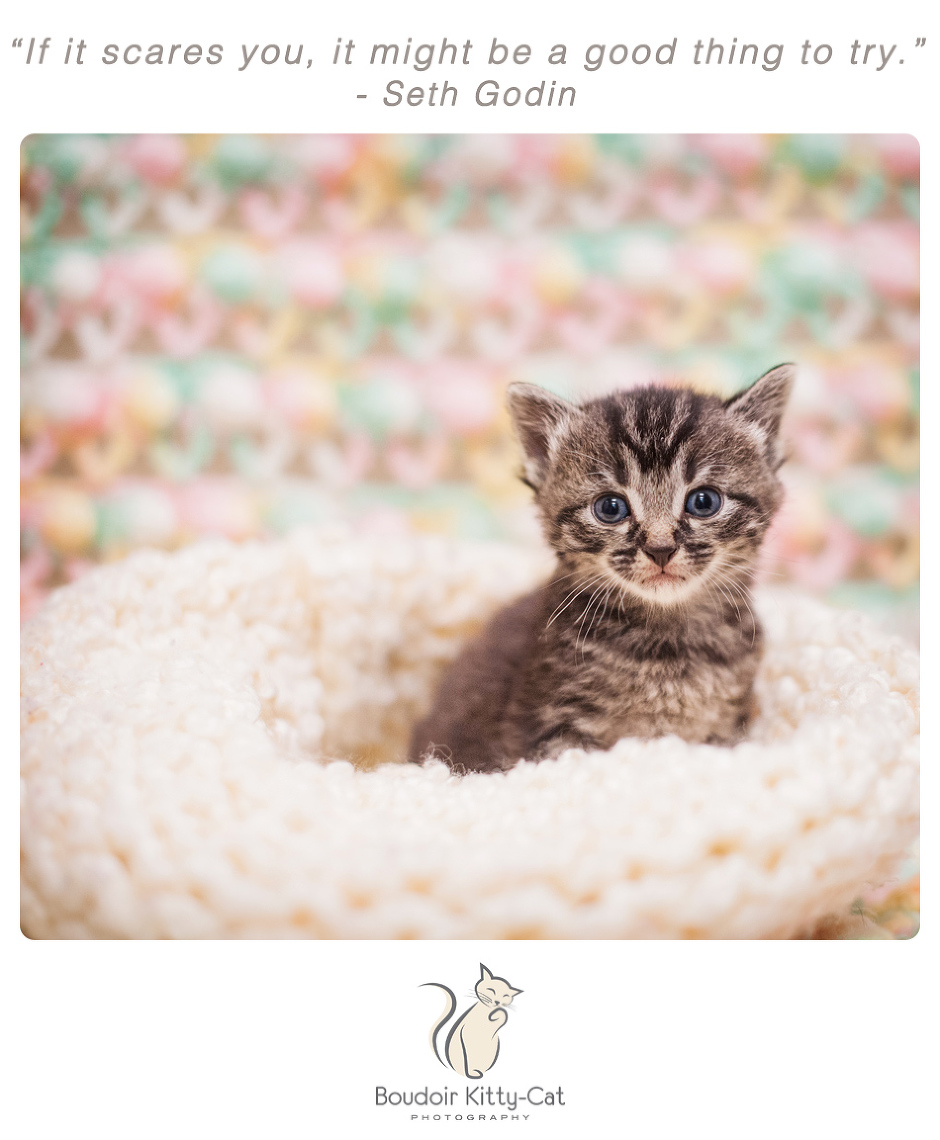 Photo of a tabby kitten