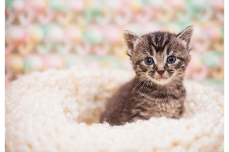 Photo of a tabby kitten