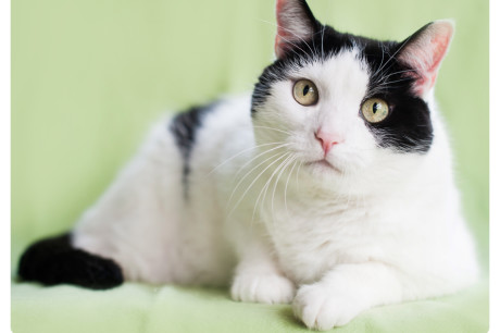 Photo of a black and white cat