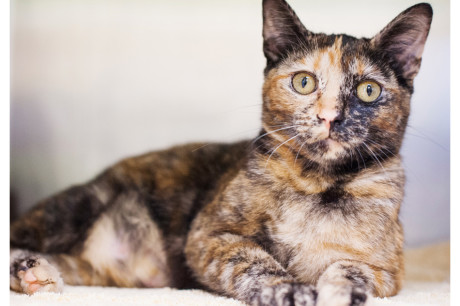 Photo of a torti cat