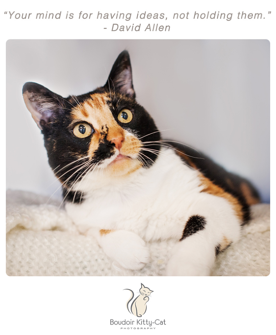 Photo of a calico cat