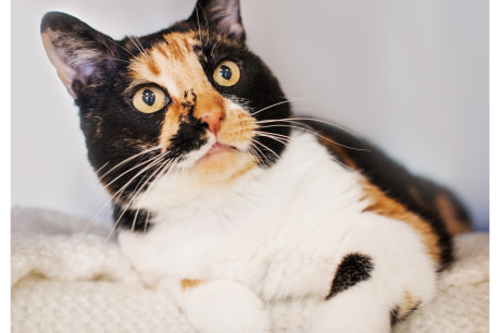 Photo of a calico cat