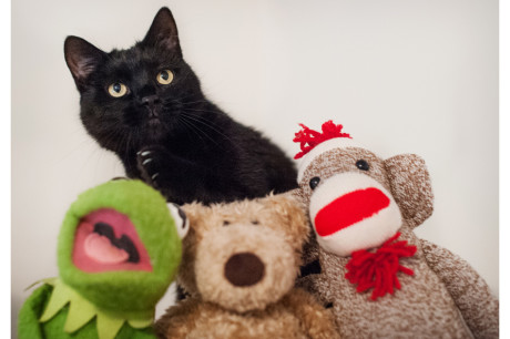 Photo of a black cat with Kermit the Frog, a teddybear, and a sock monkey