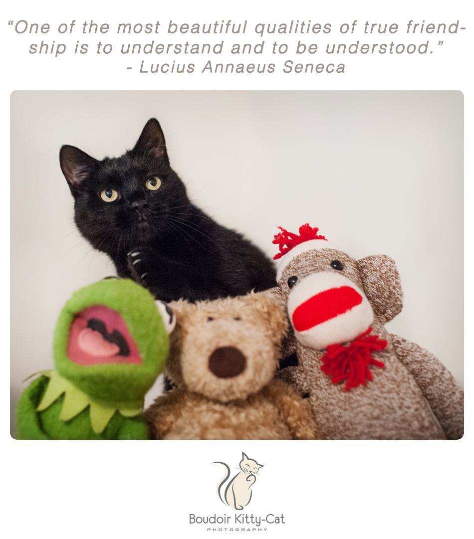 Photo of a black cat with Kermit the Frog, a teddybear, and a sock monkey