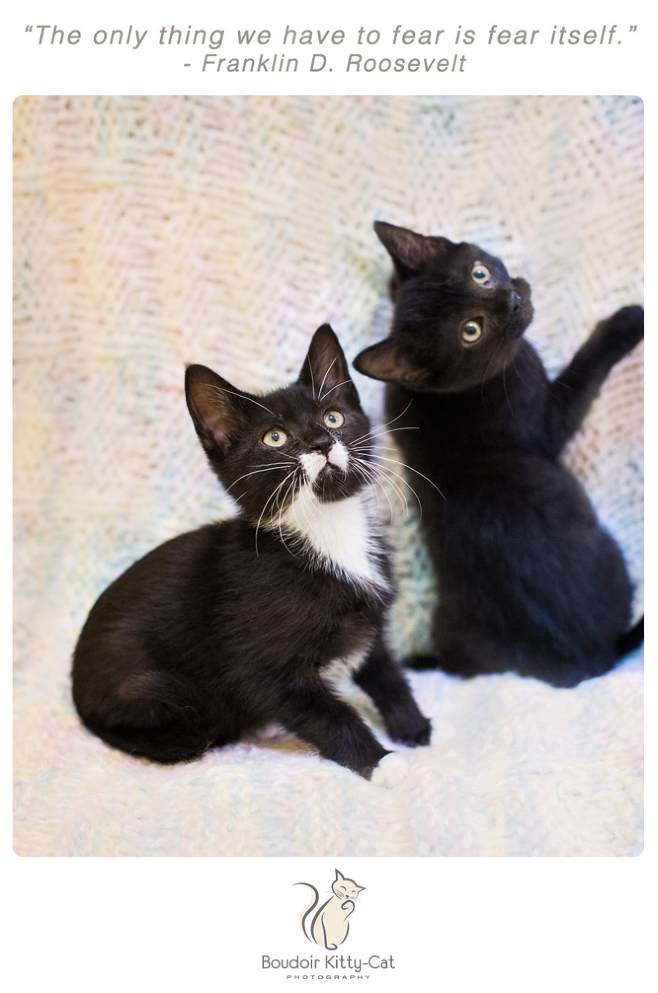 Photo of a black kitten and a black and white kitten