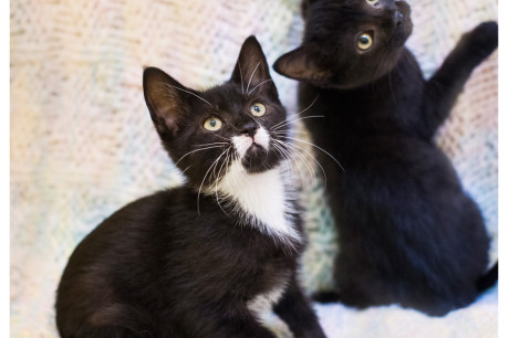 Photo of a black kitten and a black and white kitten