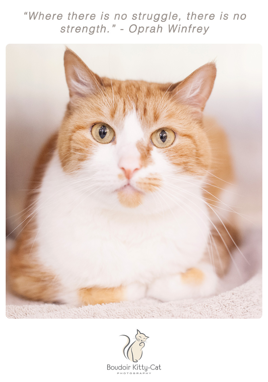 Photo of an orange and white cat