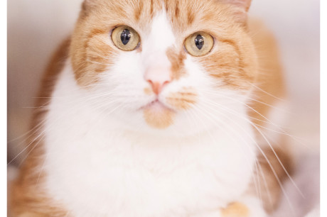 Photo of an orange and white cat