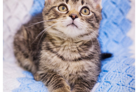 Photo of a brown tabby kitten