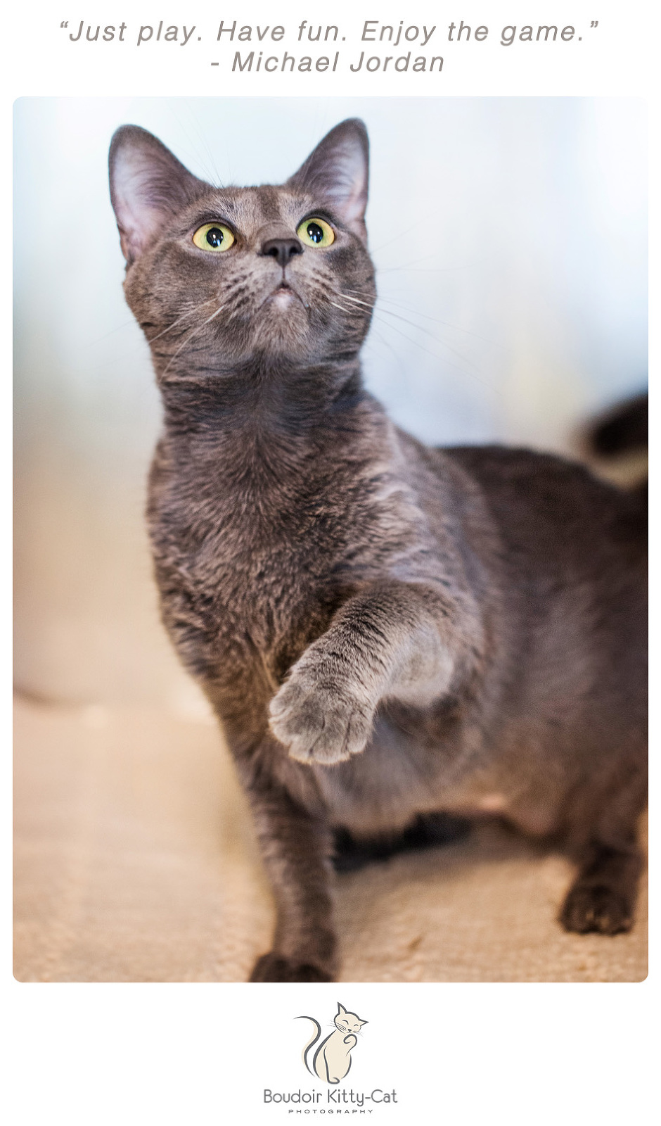 Photo of a Russian Blue female cat