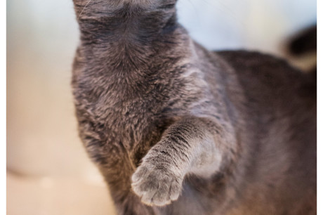 Photo of a Russian Blue female cat