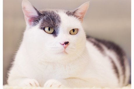 Photo of a white cat with gray spots