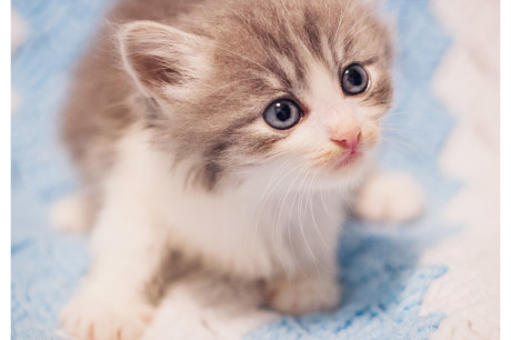 Photo of a gray and white kitten