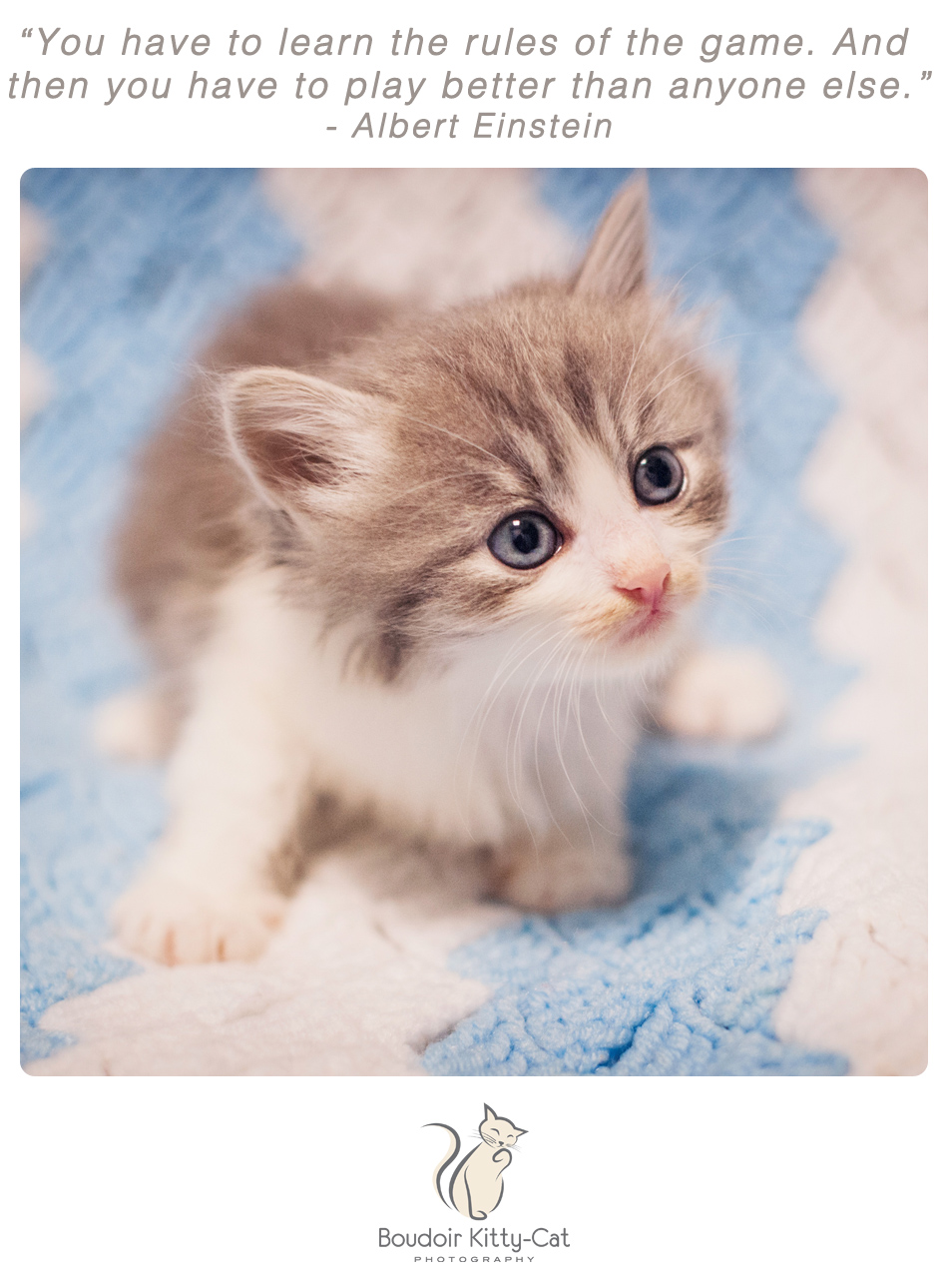 Photo of a gray and white kitten