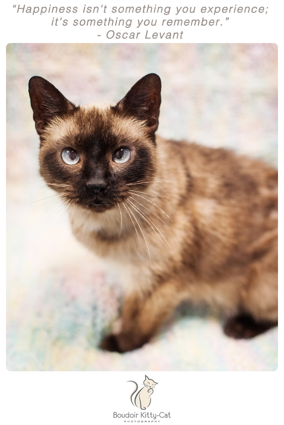 Photo of a Siamese cat