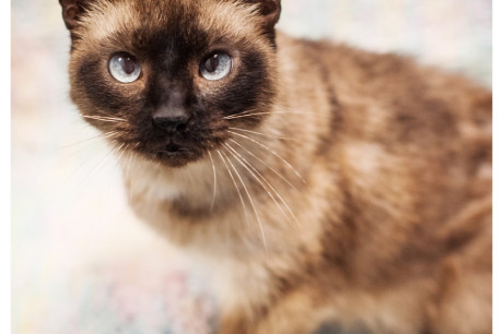 Photo of a Siamese cat