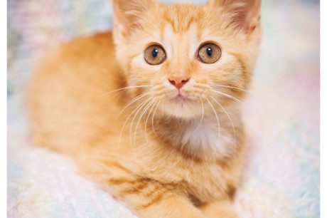 Photo of an orange tabby kitten