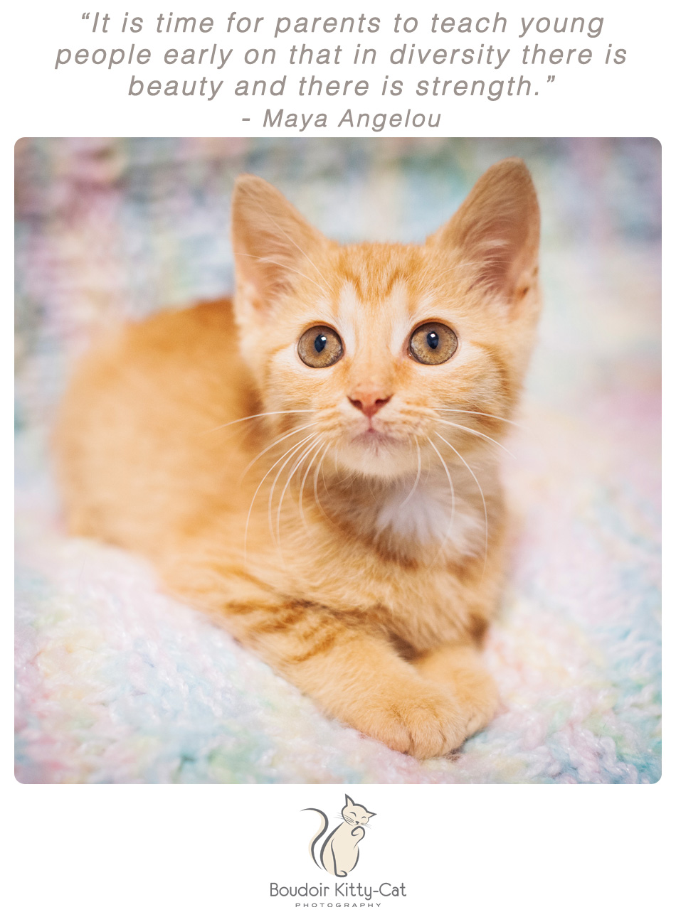 Photo of an orange tabby kitten 