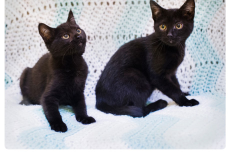 Photo of two black kittens