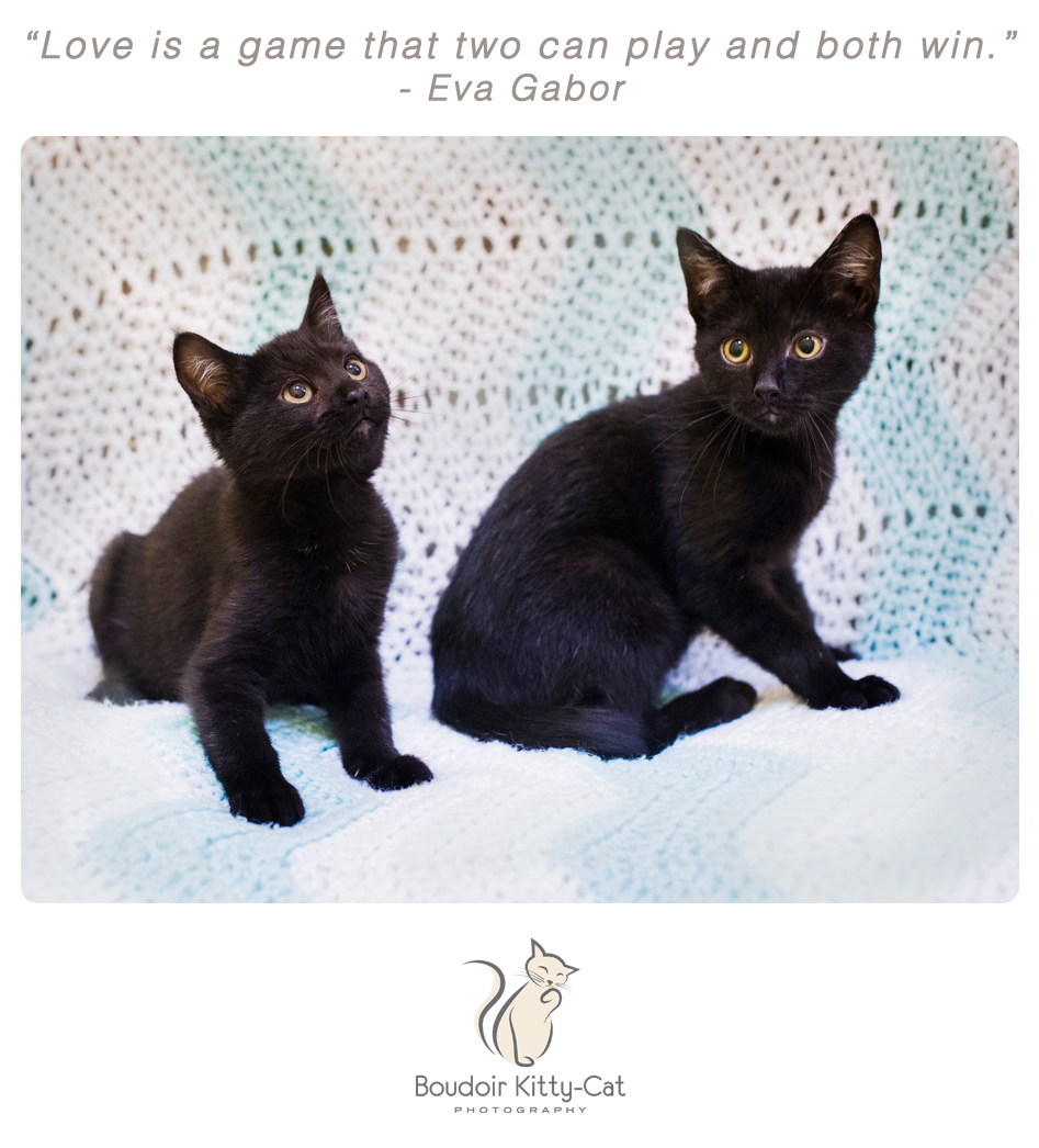 Photo of two black kittens