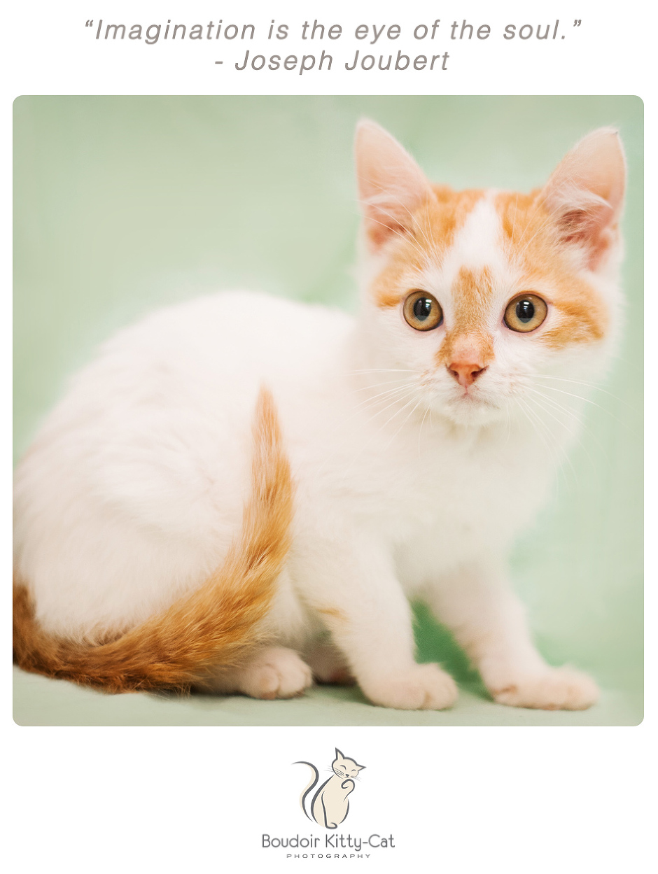 White kitten with orange markings and tail