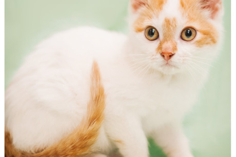 White kitten with orange markings and tail