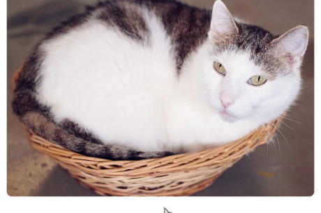 White cat with tabby markings