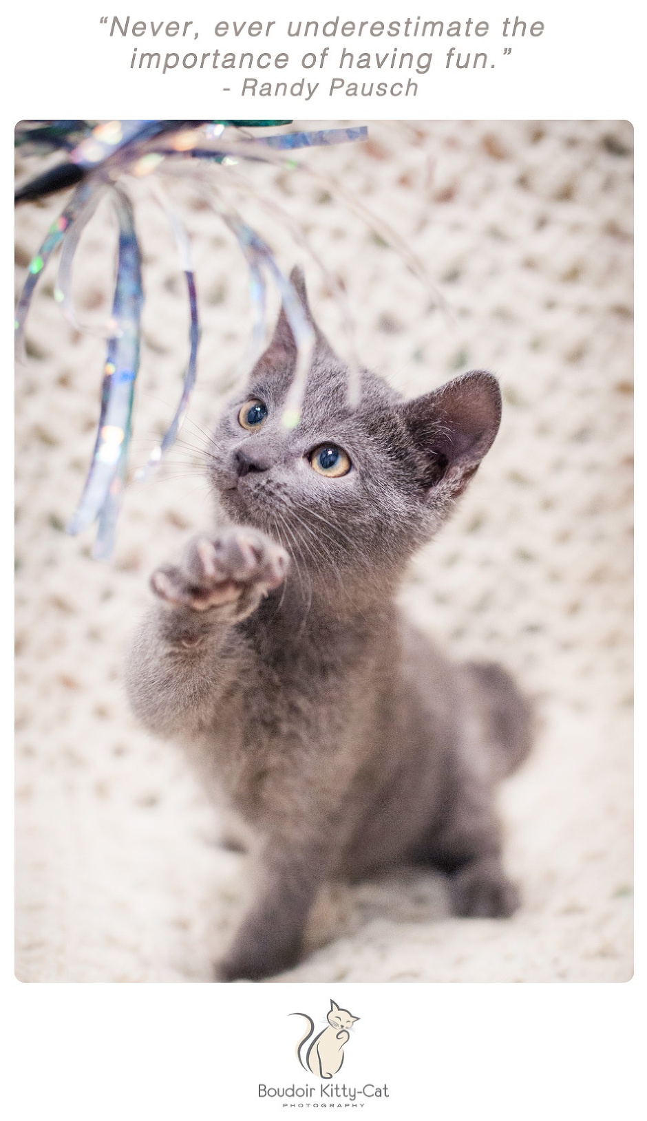 Photo of a gray kitten