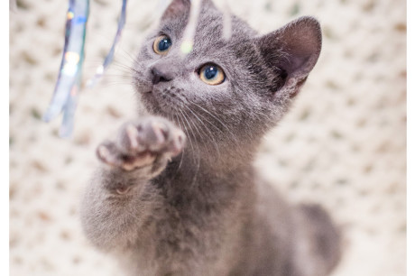 Photo of a gray kitten