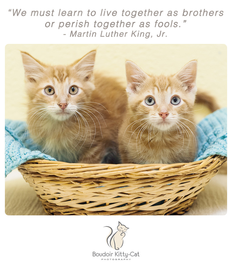 Photo of two orange tabby kittens