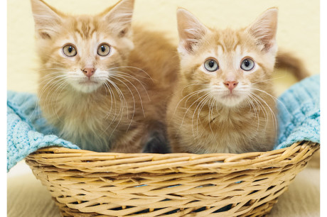 Photo of two orange tabby kittens