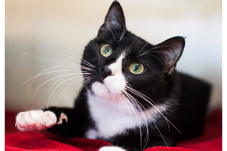 Photo of a tuxedo cat