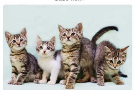 Photo of four kittens