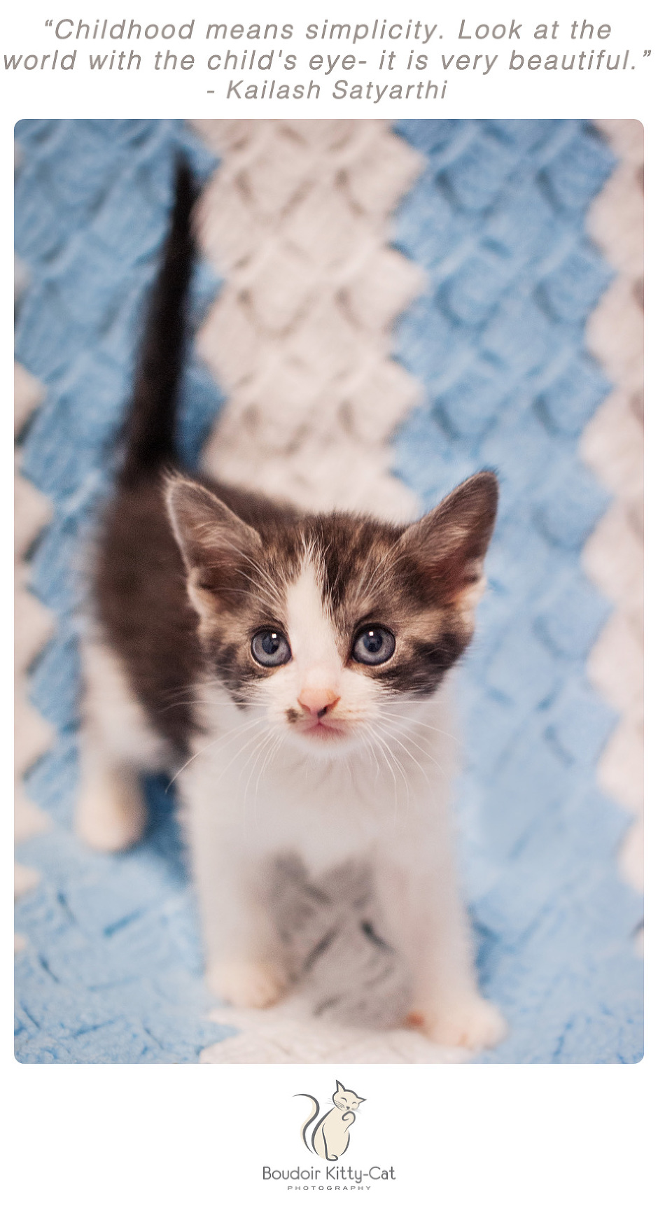 Photo of a brown and white kitten