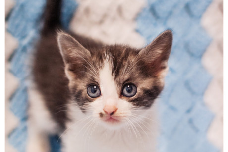 Photo of a brown and white kitten