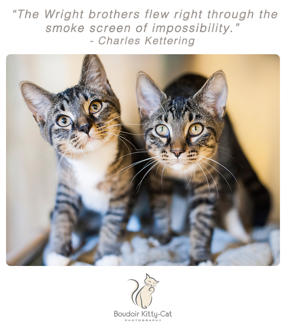 Photo of two tabby teen kittens